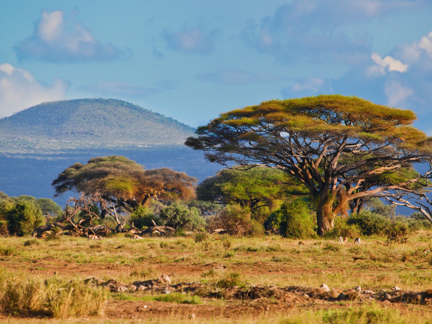 África do Sul