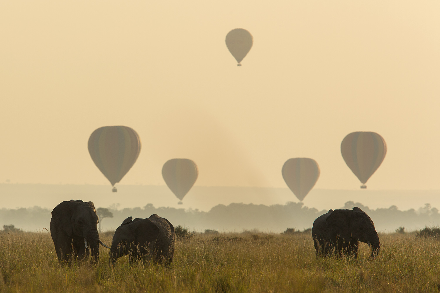 Angama Mara — miniatura 5