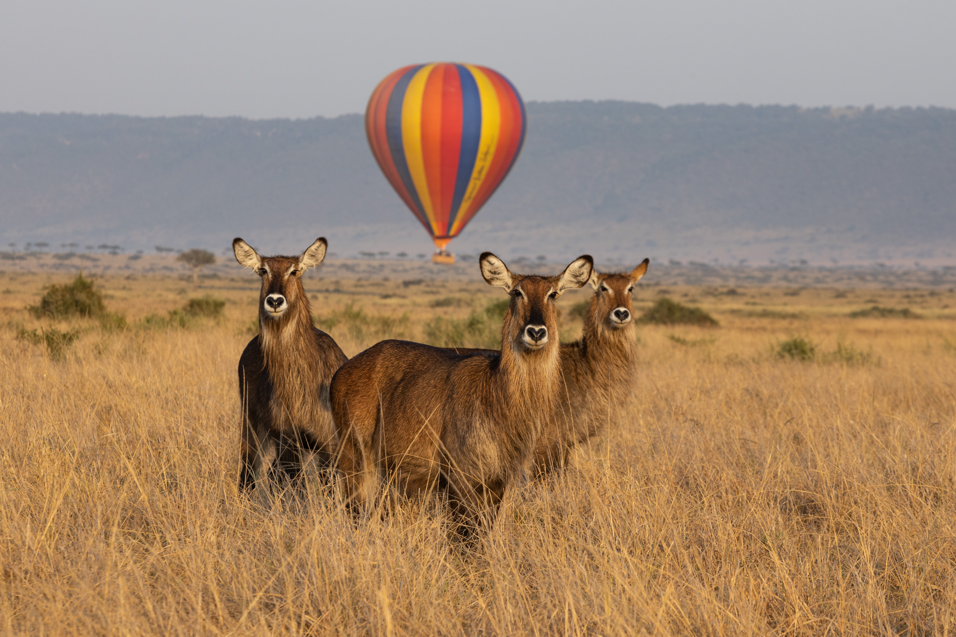 Angama Mara — miniatura 4