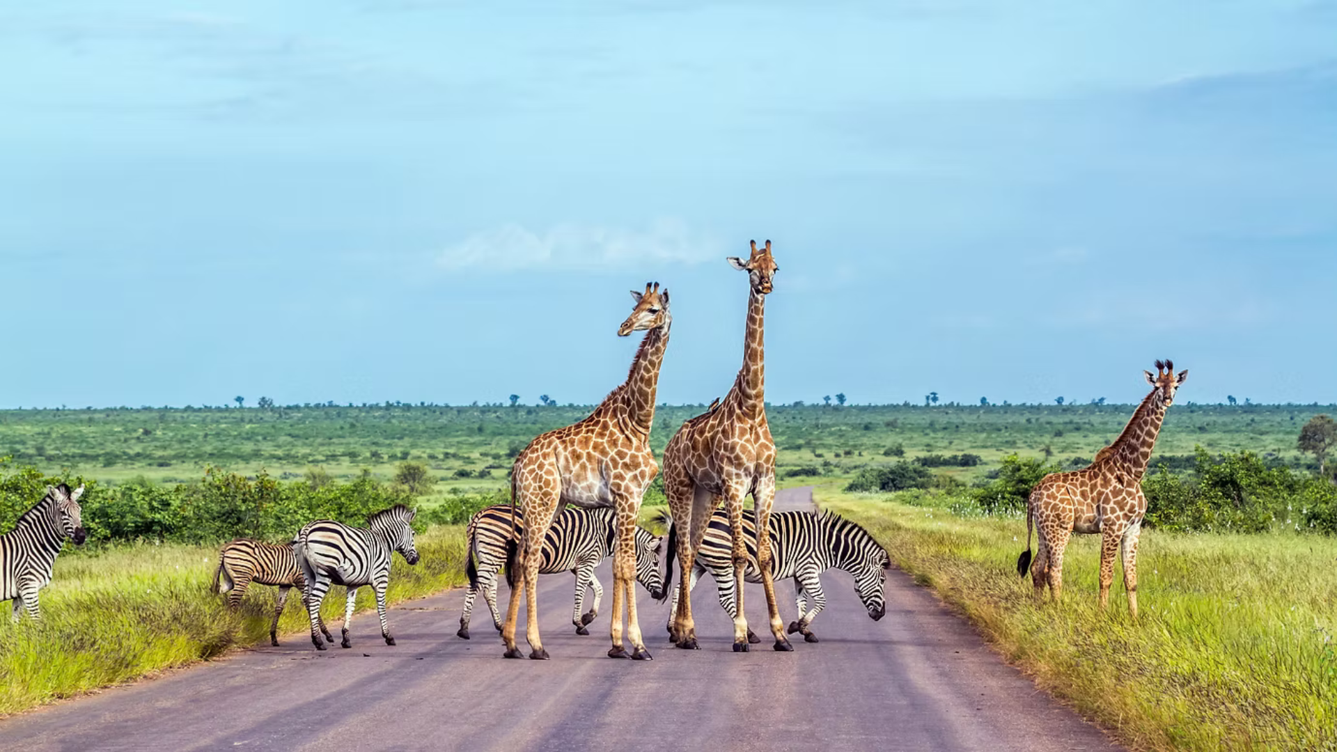 Réveillon na África do Sul — miniatura 7