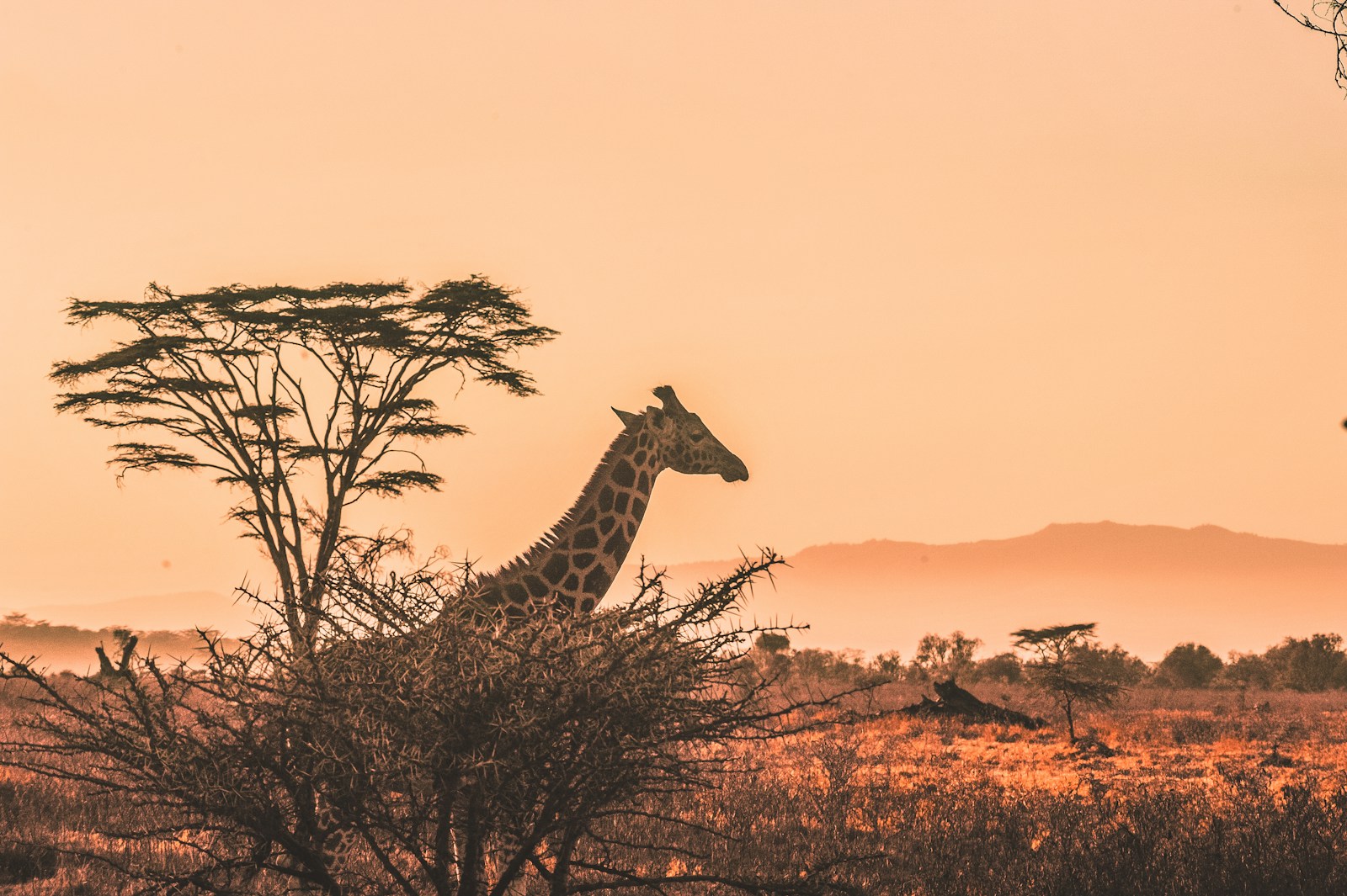 Mdluli Safari Lodge e Cape Town — miniatura 2